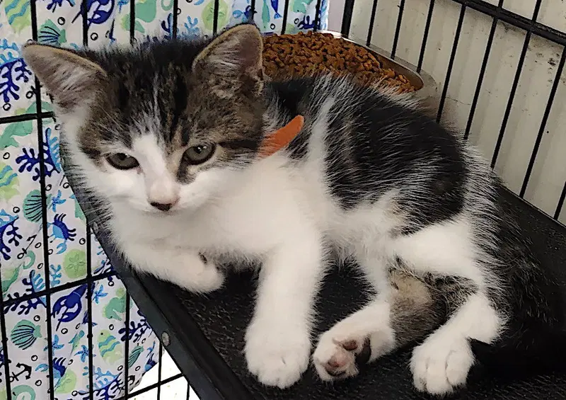 Dane, a male kitten up for adoption