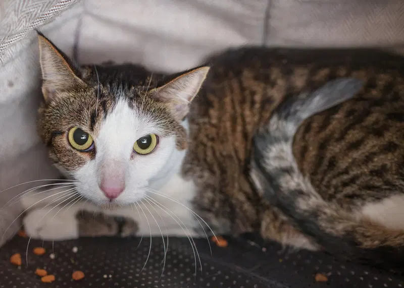 Maverick, an adult male cat up for adoption