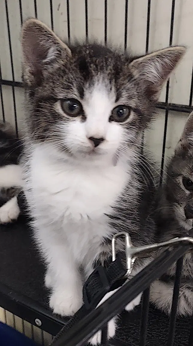 Rhiannon, a female kitten up for adoption