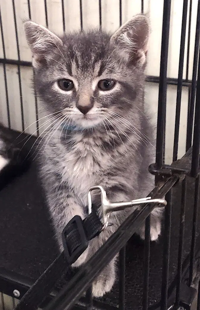 Riddock, a male kitten up for adoption