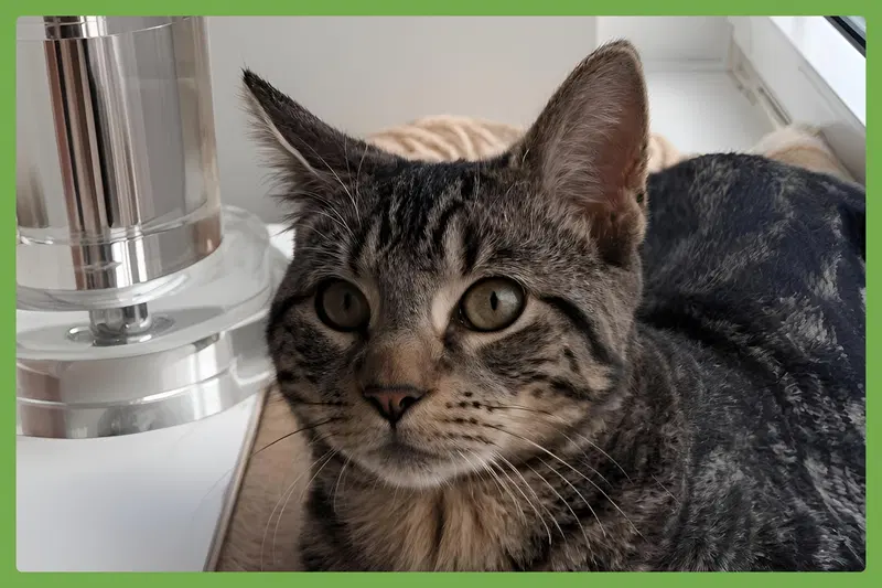Timmy, a male kitten up for adoption