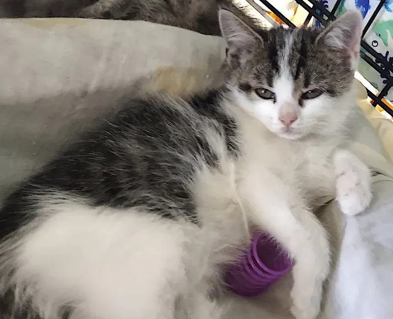 Violet, a female kitten up for adoption
