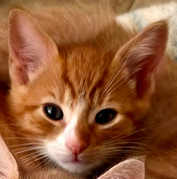 Sedona, a male Tabby kitten up for adoption