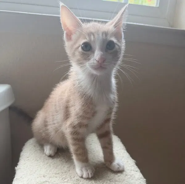 Tucson, a male Tabby kitten up for adoption