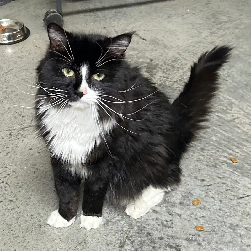 Boo, an adult female cat up for adoption