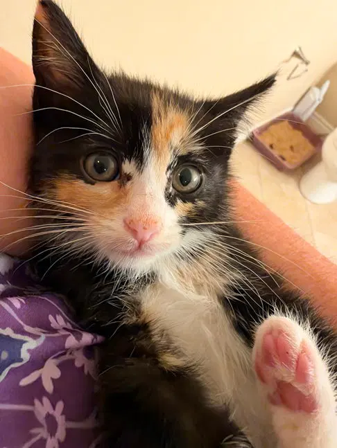 Phoenix, a female Calico kitten up for adoption