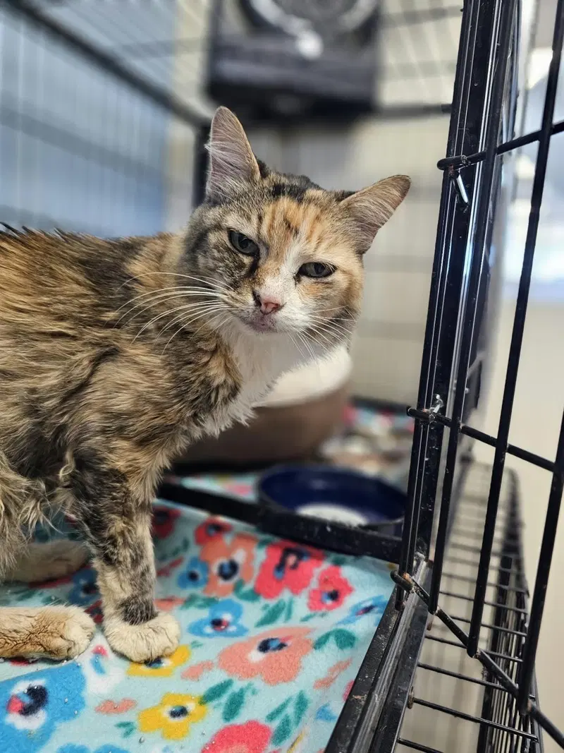 Amelia, a senior female cat up for adoption