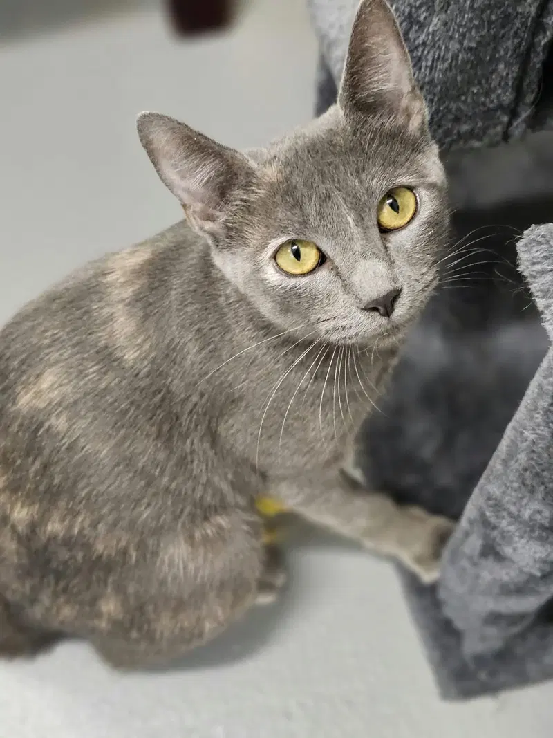 Tallulah, an adult female Manx cat up for adoption