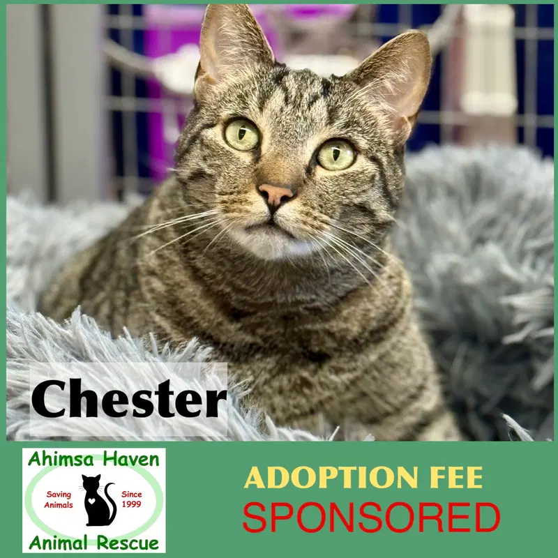 Chester, an adult male cat up for adoption