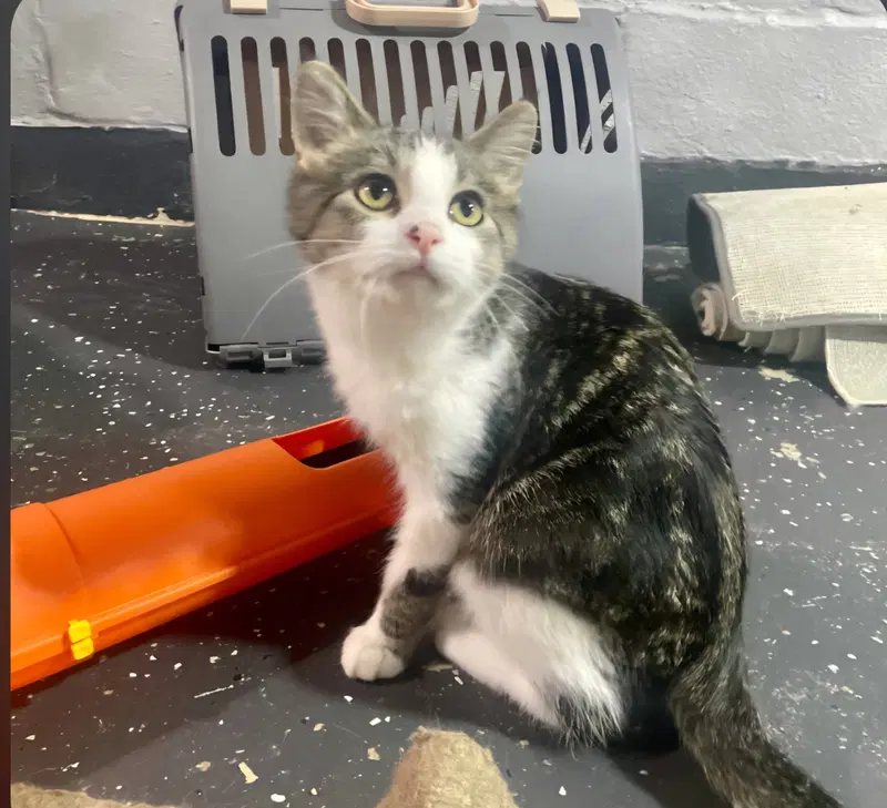 Clover, a male kitten up for adoption