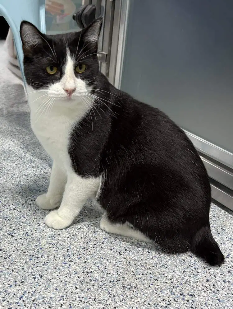 Bakey, a young male cat up for adoption