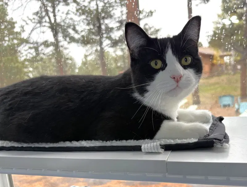 Bushwack, a young male cat up for adoption