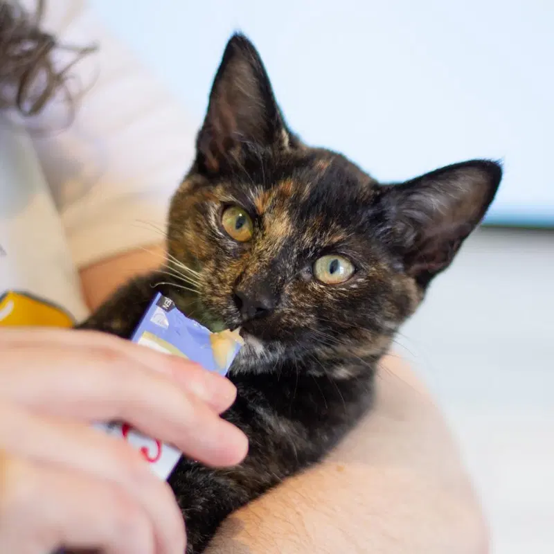 Nova, an adult female cat up for adoption