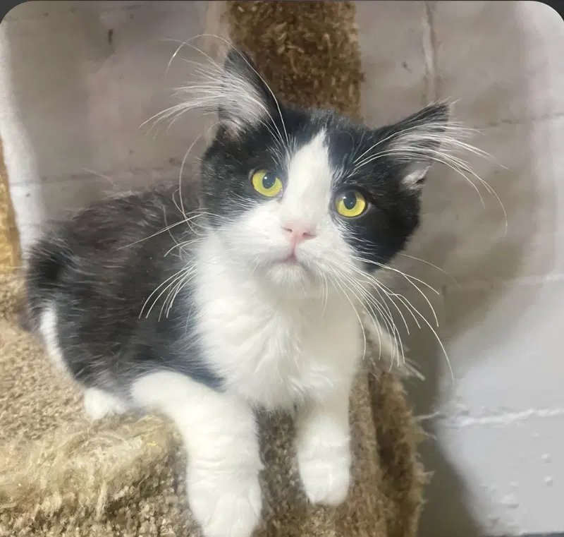 Iris, a female kitten up for adoption