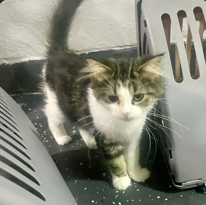Daisy, a female kitten up for adoption