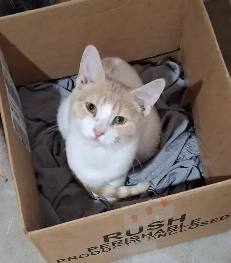 Ted, a kitten up for adoption