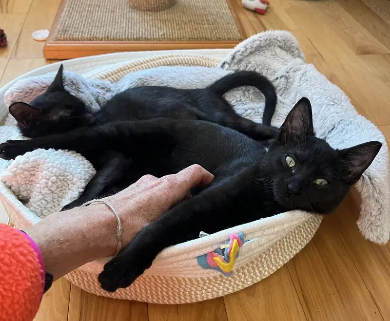 Raven C Weaver, a female kitten up for adoption