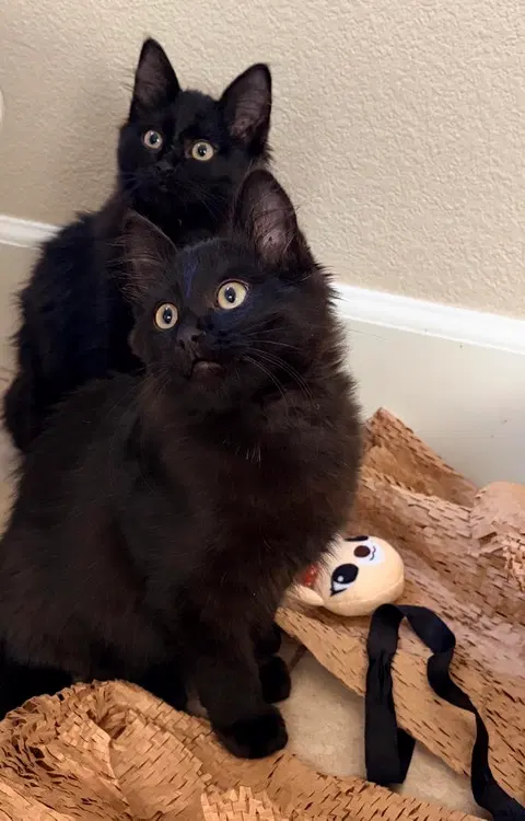 Watch the video of Squeakie and Sweetie