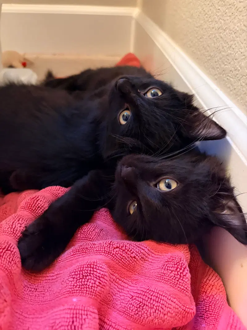 Squeakie and Sweetie, photo 6