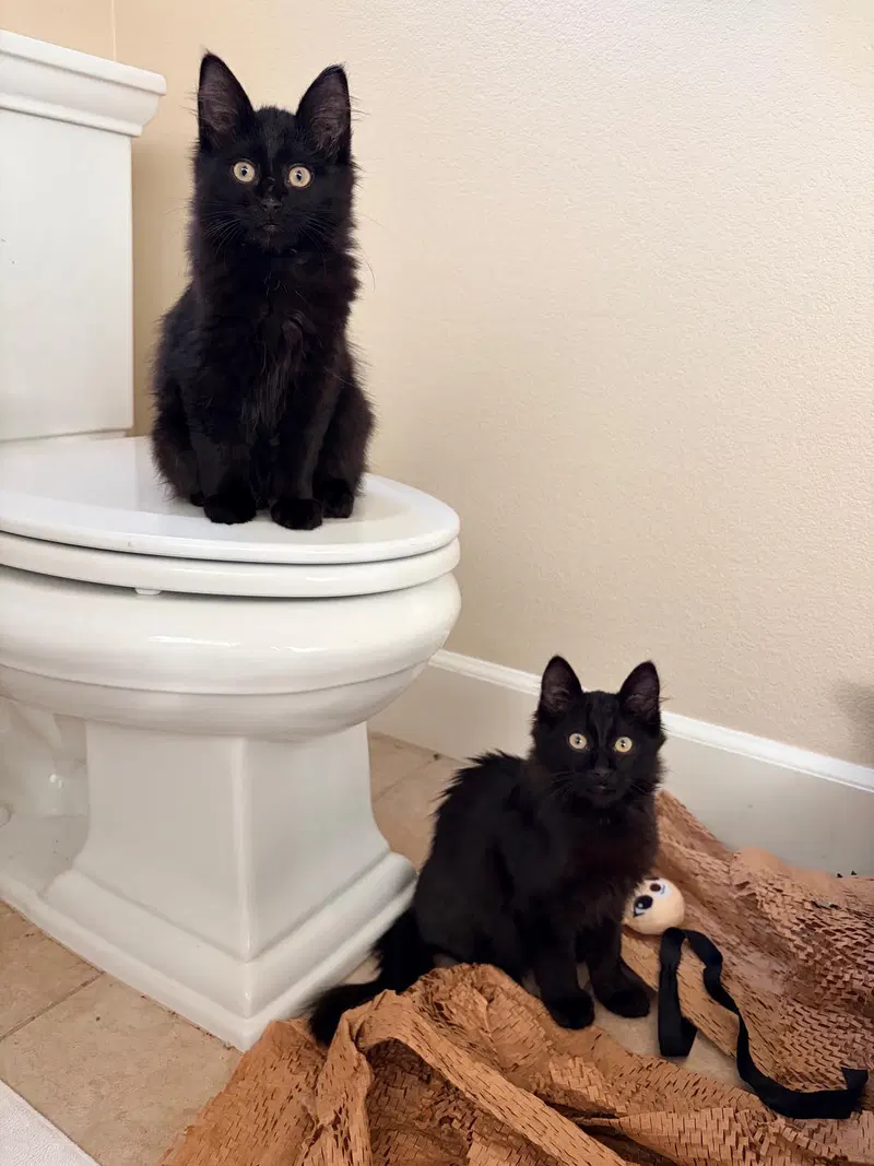Sweetie and Squeakie, male kittens up for adoption