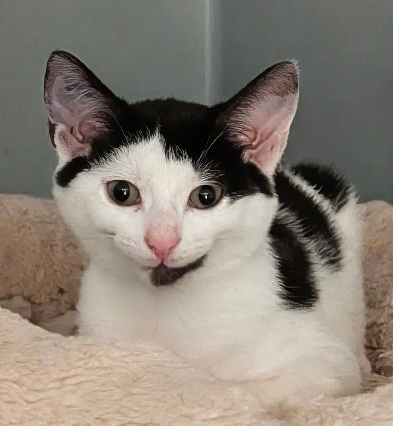 Ruby, a female kitten up for adoption