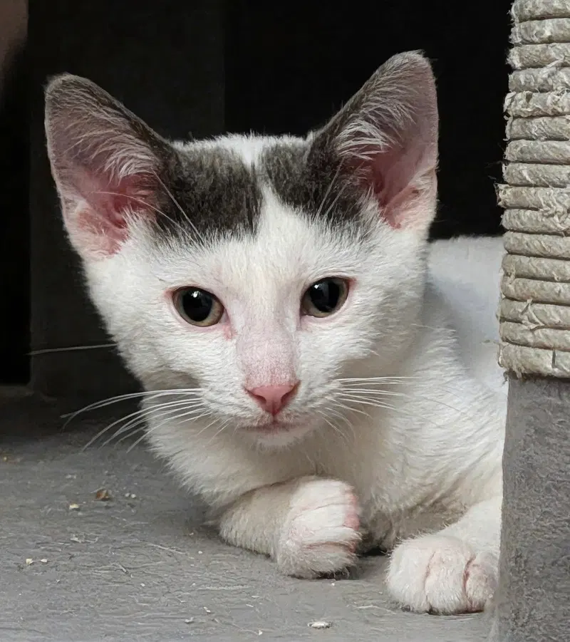 Onyx, a female kitten up for adoption