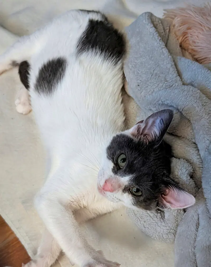 Opal, a female kitten up for adoption
