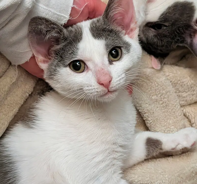 Amber, a female kitten up for adoption