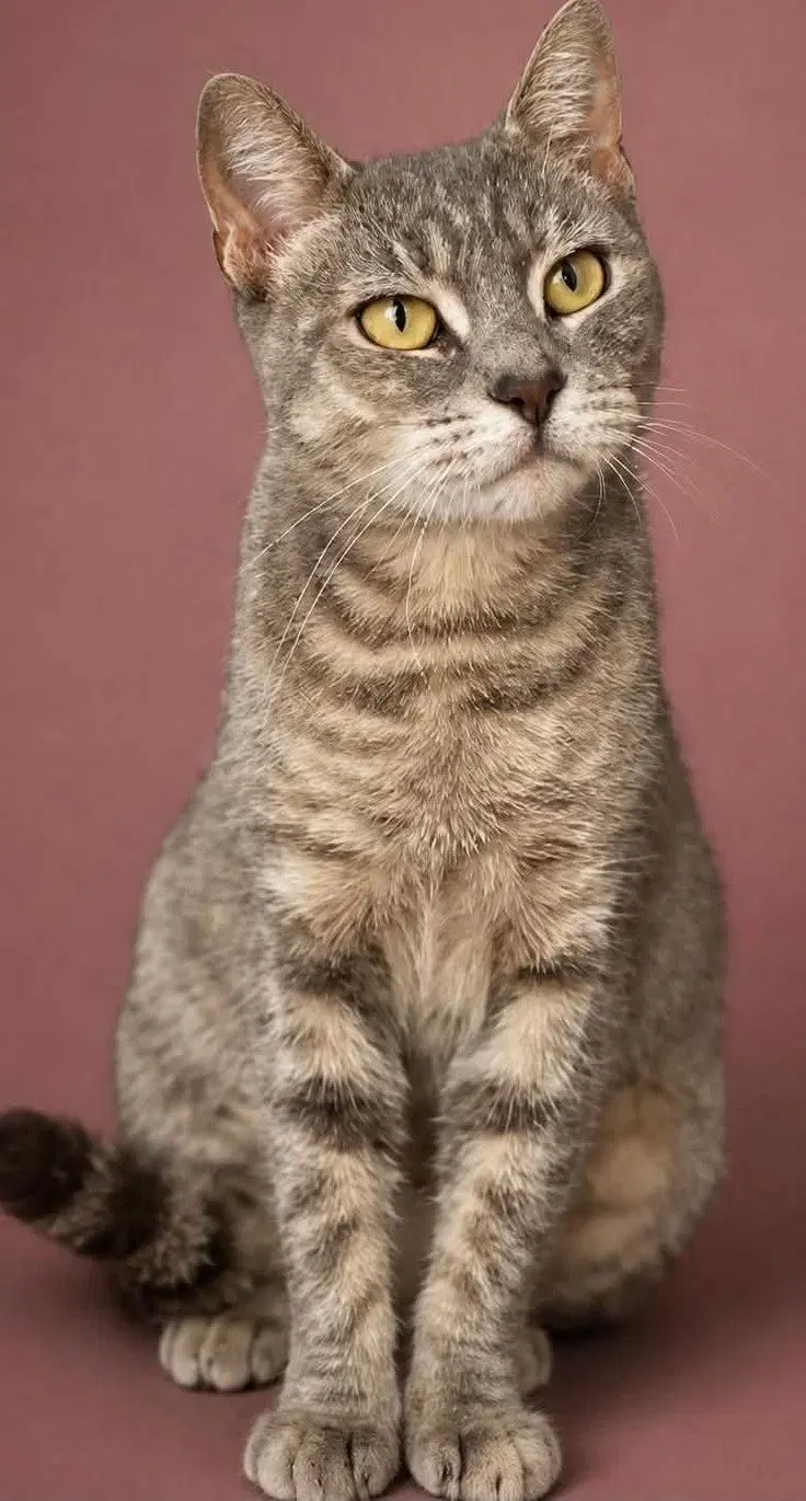 Dehlyla, an adult female cat up for adoption