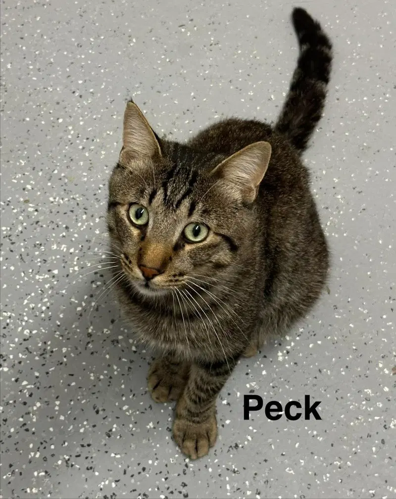 Peck, a young male cat up for adoption