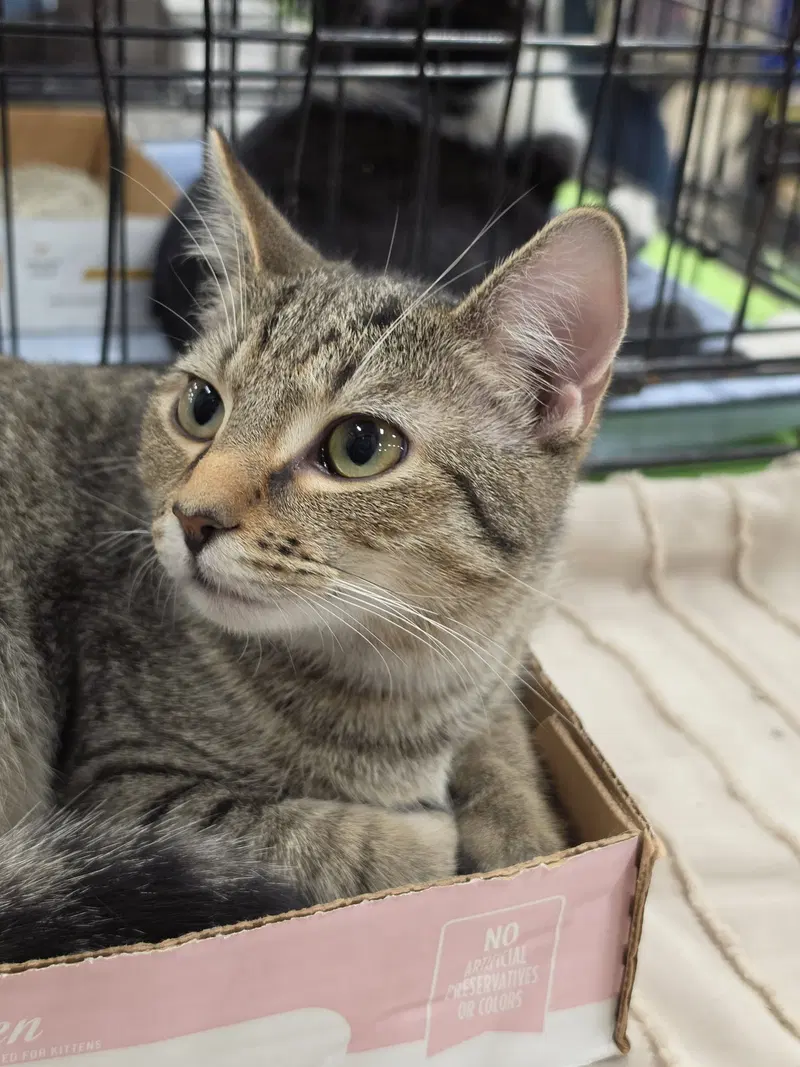 Souvenier, a male kitten up for adoption