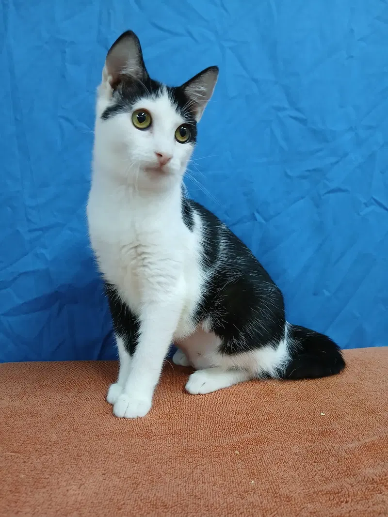 Tammy, a female cat up for adoption