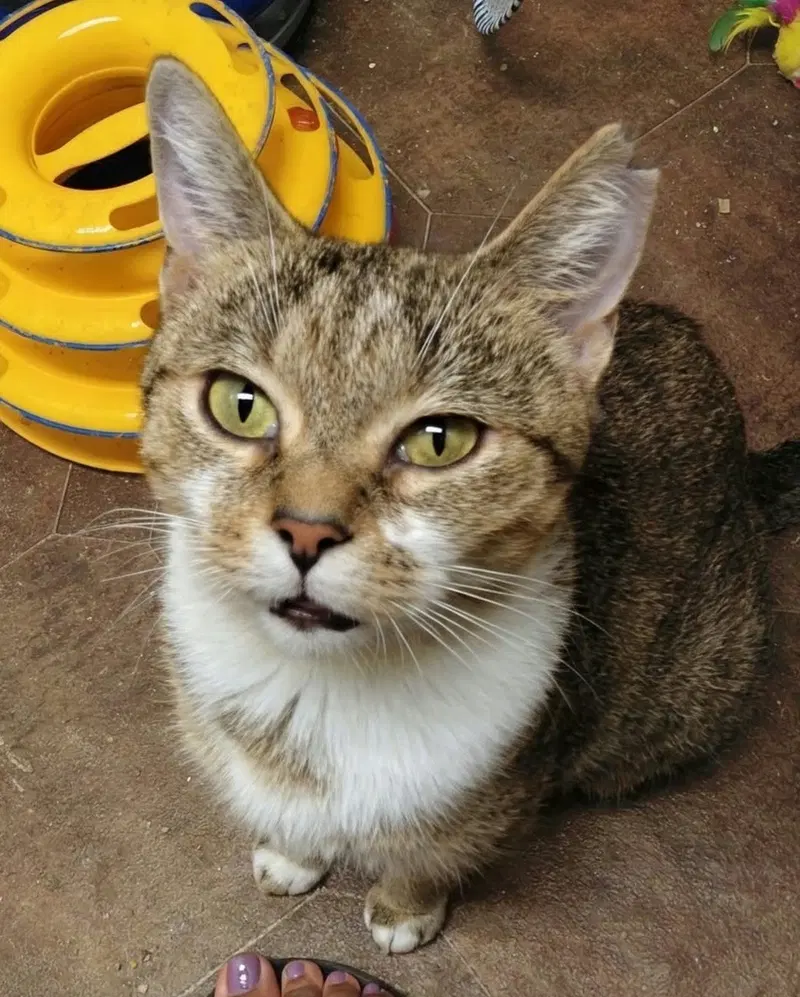 C336 Litter Opal, an adult female cat up for adoption