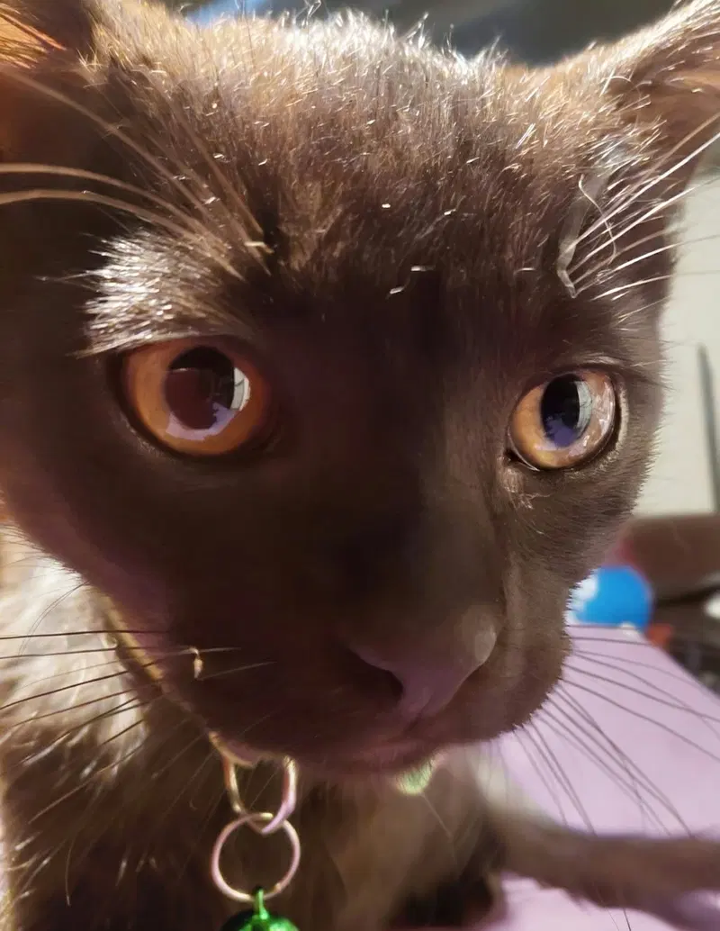C336 Litter Binx, a male kitten up for adoption