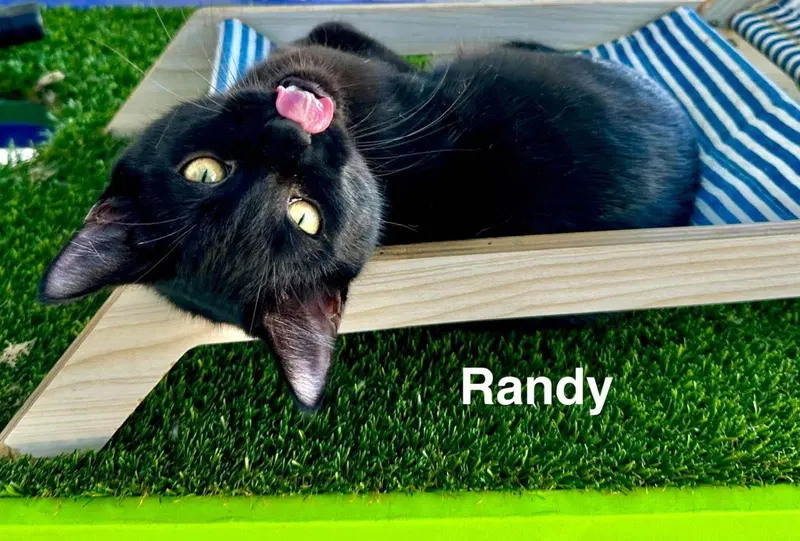 Randy, a young male cat up for adoption