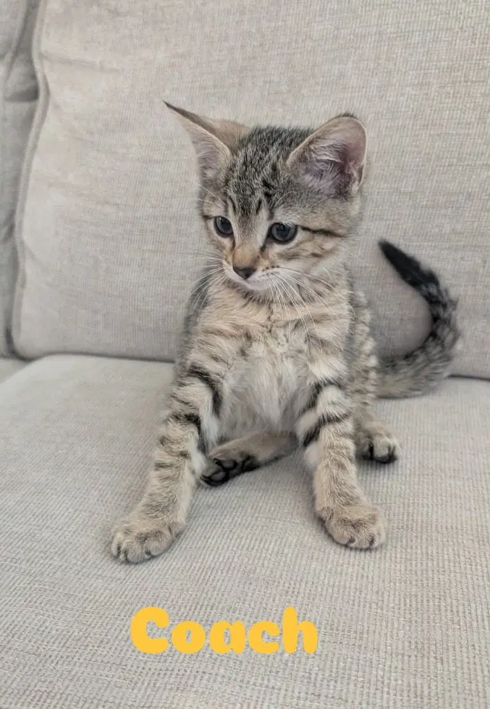 Coach, a female kitten up for adoption