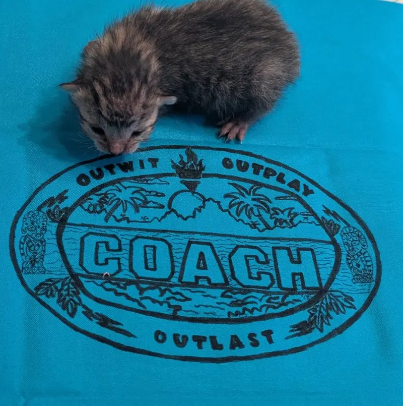 Coach, photo 2