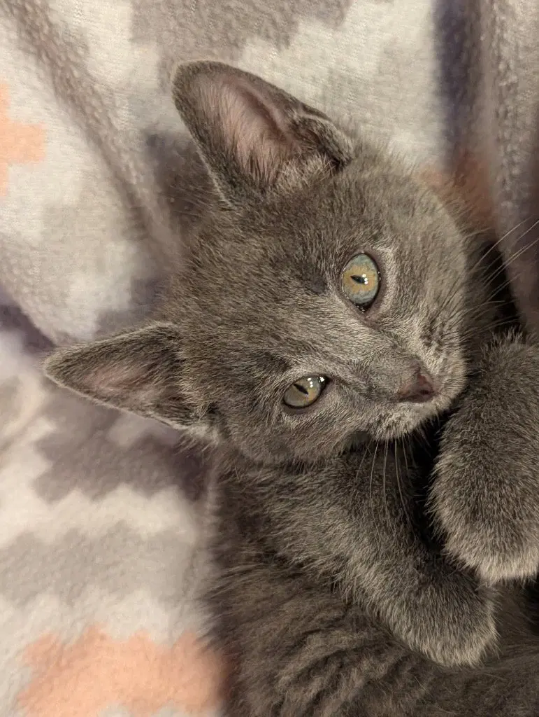 Laverne, a female kitten up for adoption