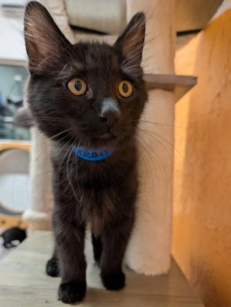 Ocean, a male kitten up for adoption