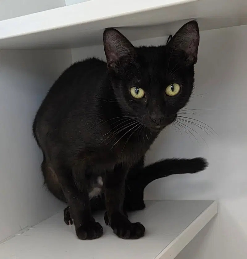 Logic, a female cat up for adoption