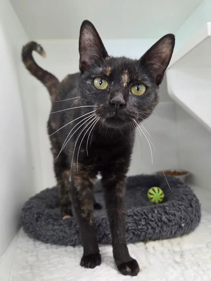 Babygrand, a female cat up for adoption