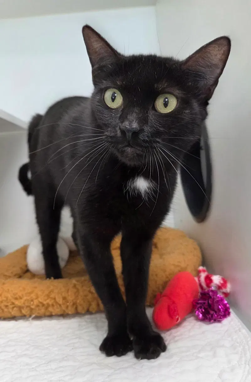 Supertramp, an adult female cat up for adoption