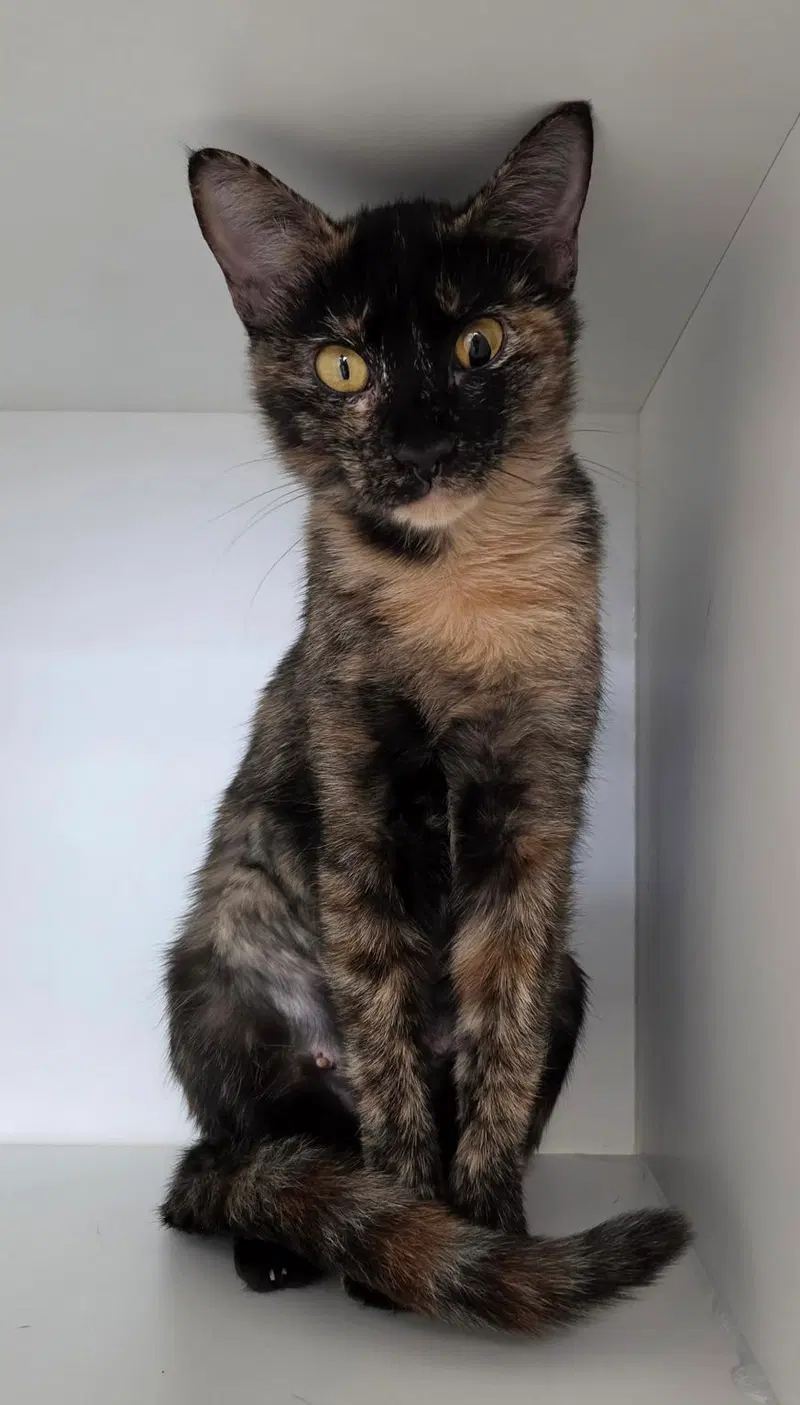Belljar, a female cat up for adoption