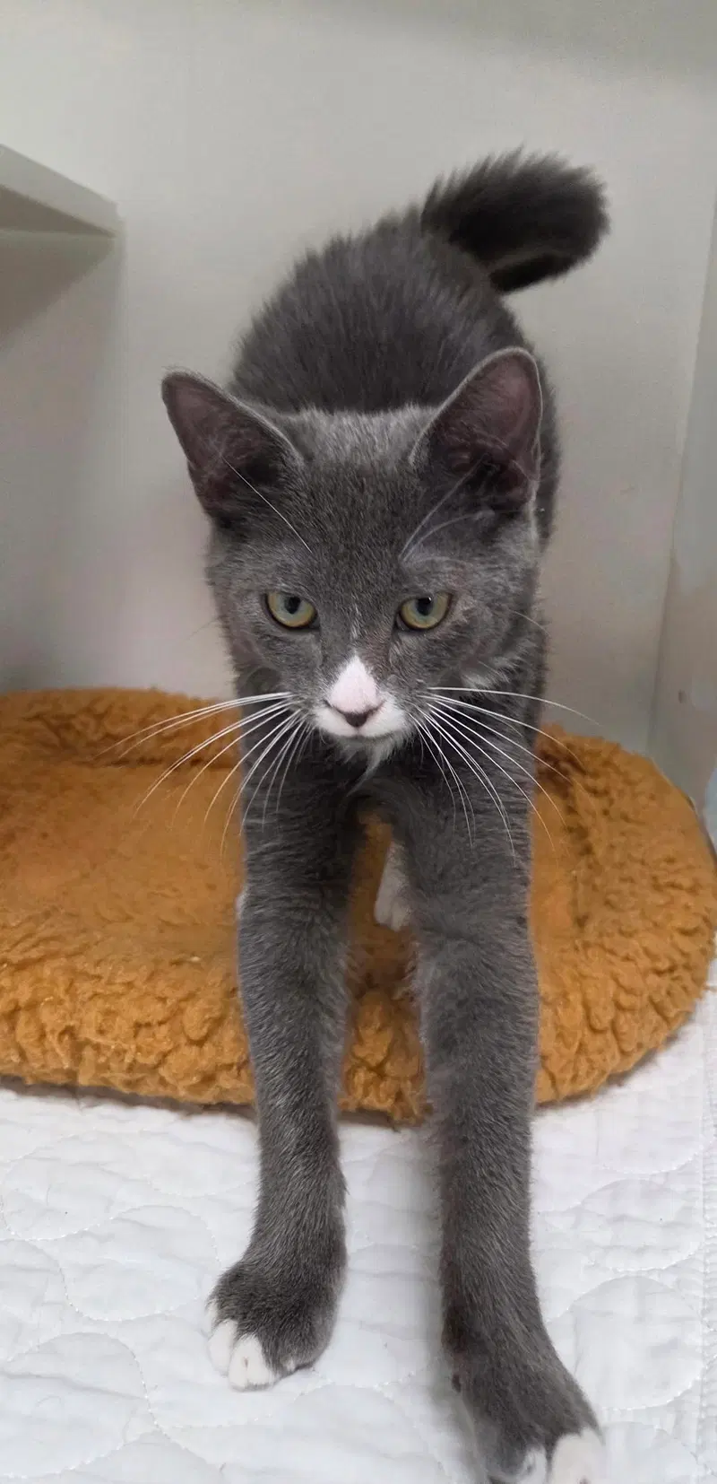 Argent, a male cat up for adoption