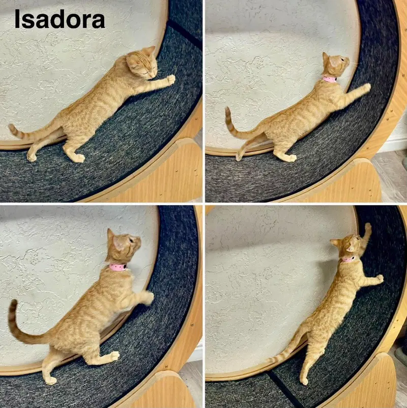 Isadora, a female kitten up for adoption