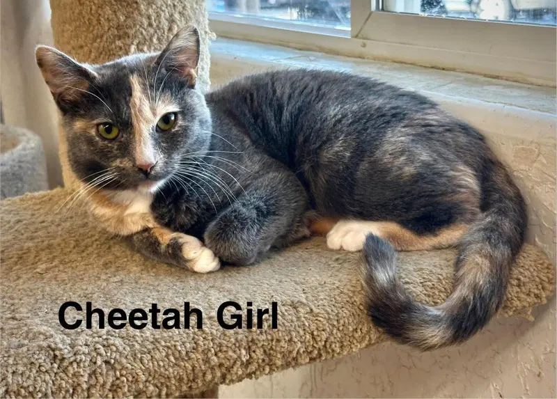 Cheetah Girl, a young female Torbie cat up for adoption