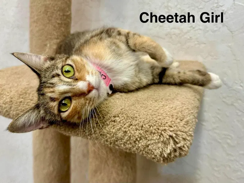Cheetah Girl, photo 2