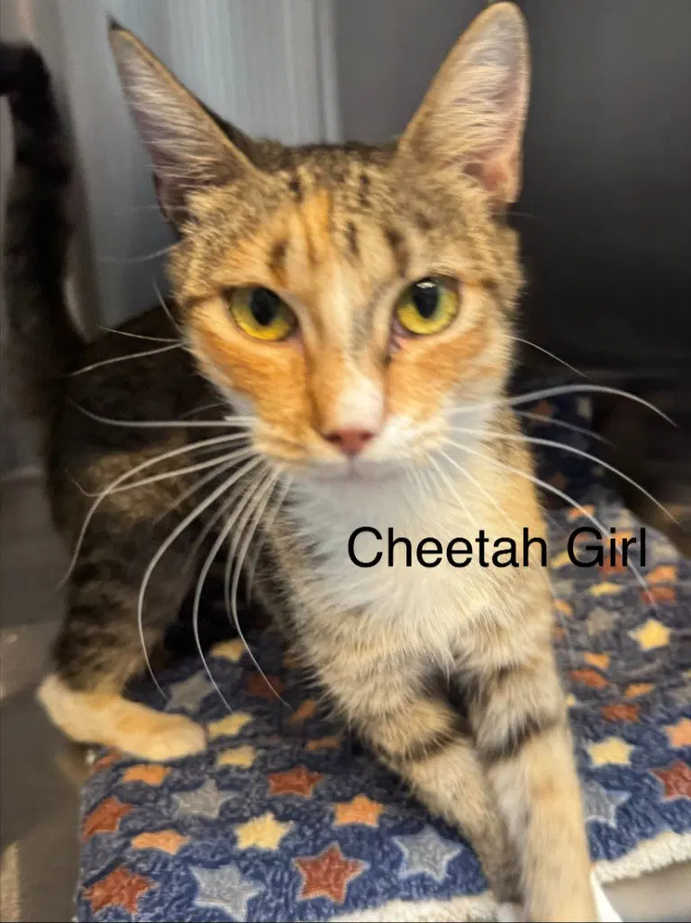 Cheetah Girl, photo 3