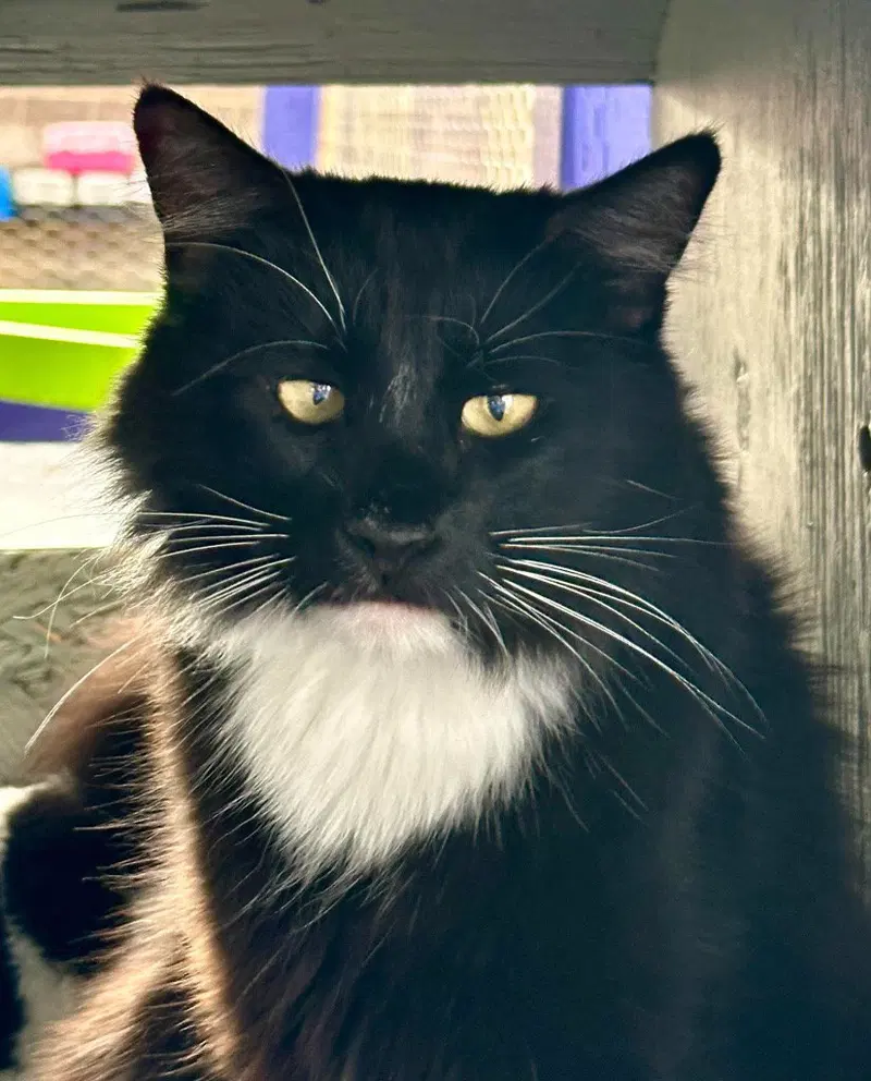 Bond James Bond, an adult male cat up for adoption