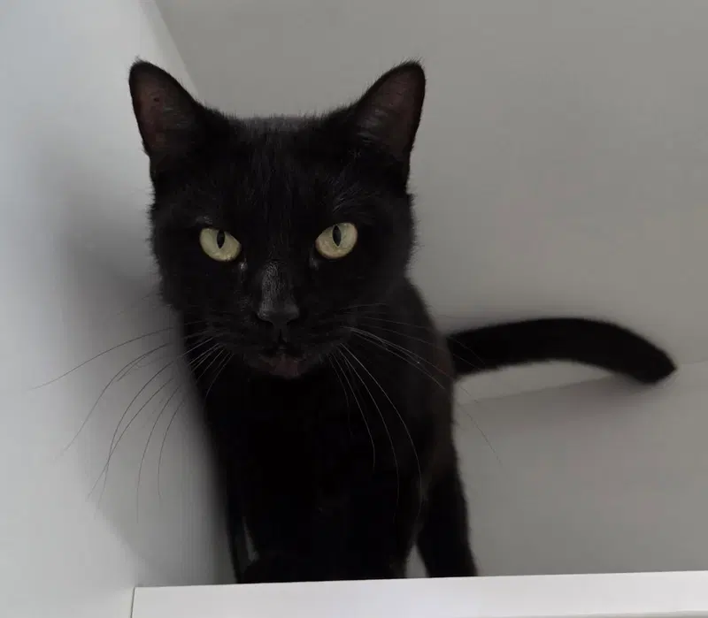 Little Bear, a male cat up for adoption